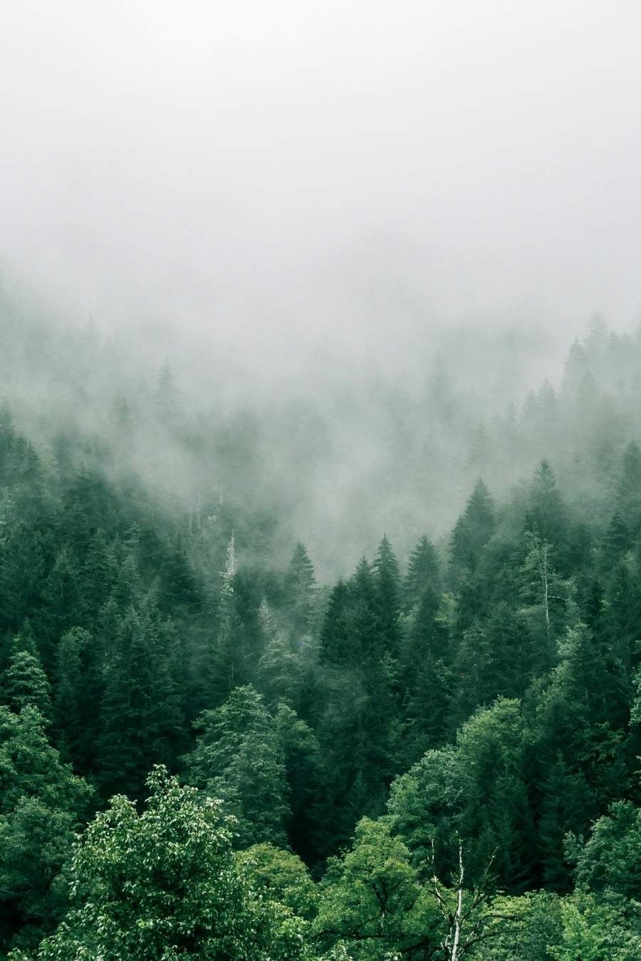 Bosque de coníferas entre la niebla