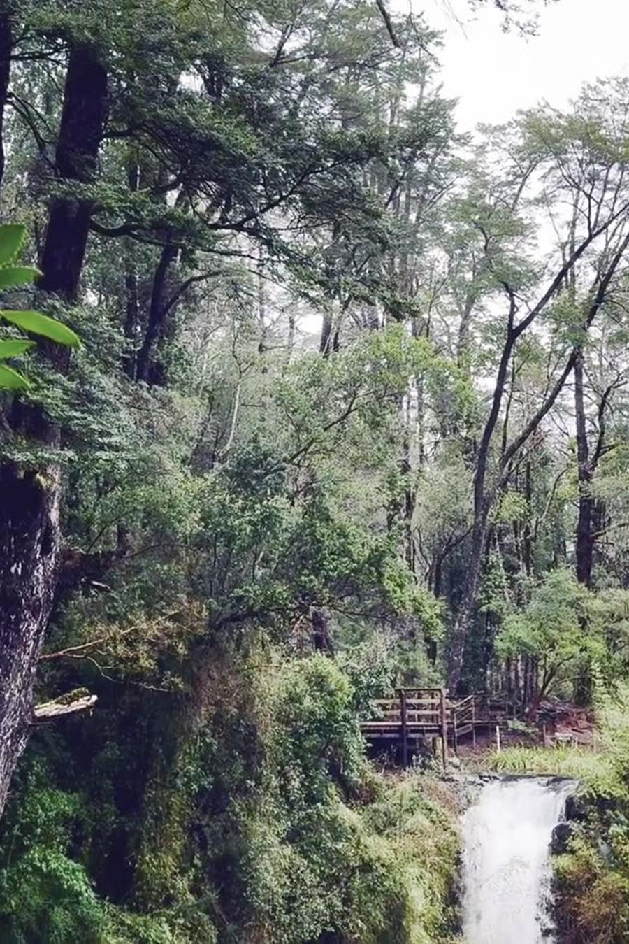 Bosque nativo del sur de Chile con una cascada entre los árboles